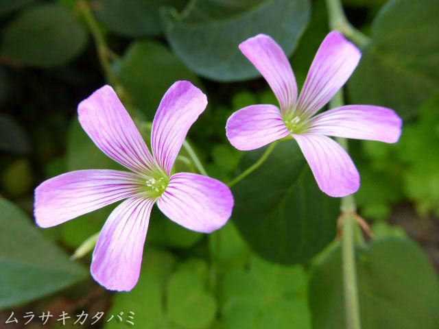 ムラサキカタバミ(紫片喰)