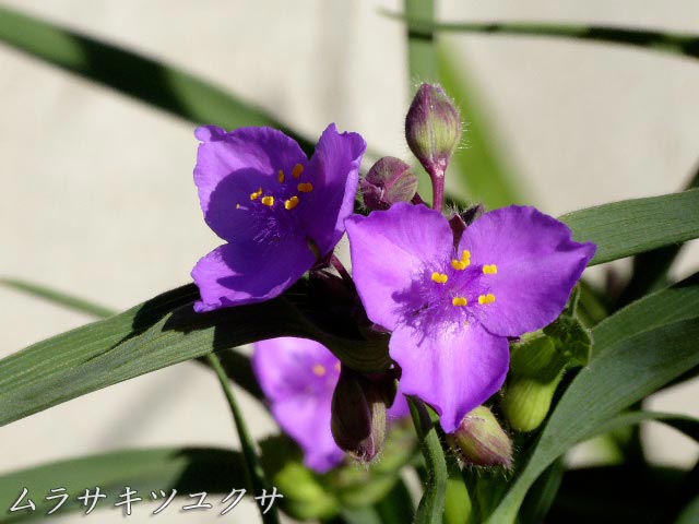 ムラサキツユクサ(紫露草)、青紫