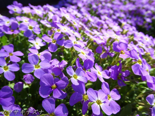 ムラサキナズナ(紫薺)