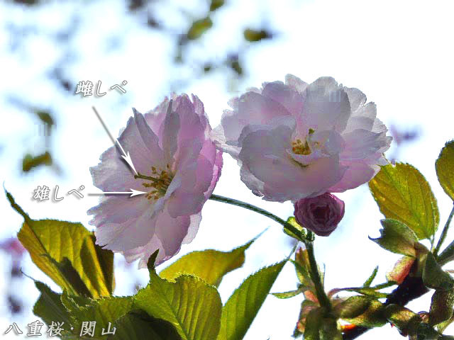 八重桜・関山、雄しべ、雌しべ
