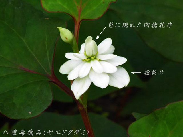 八重毒痛み(ヤエドクダミ)、花の作り