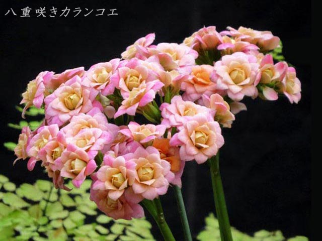 八重咲きカランコエ、ピンク