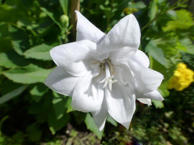 八重咲きキキョウ、白