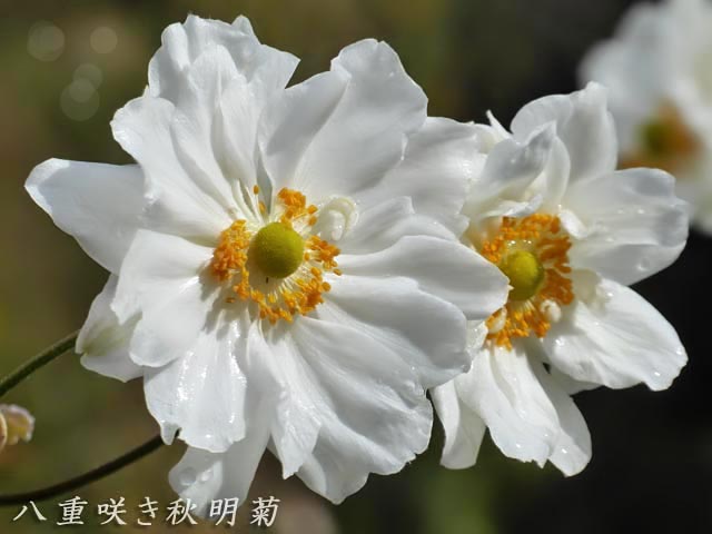八重咲き秋明菊、白