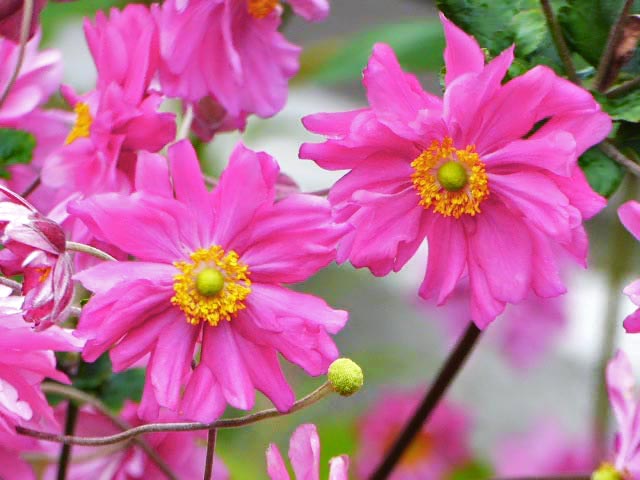 八重咲き秋明菊、ピンク