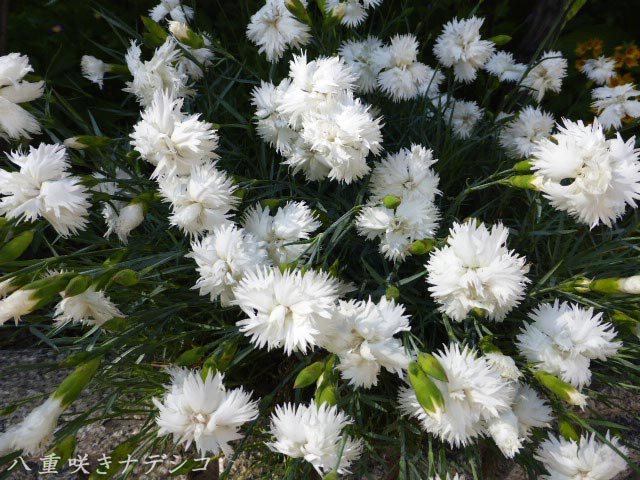 八重咲きナデシコ、白