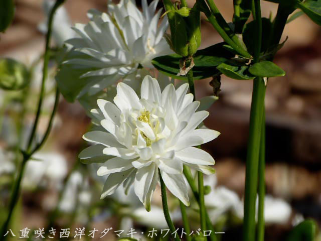 八重咲き西洋オダマキ・ホワイトバロー
