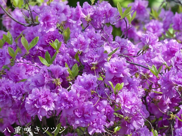八重咲きツツジ、紫