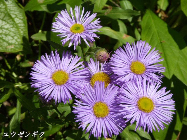 ユウゼンギク(友禅菊)、青紫