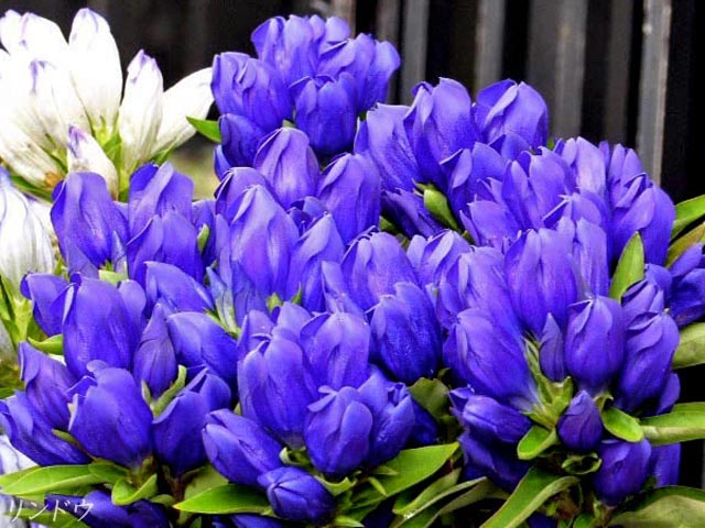 リンドウ(竜胆) 、青紫