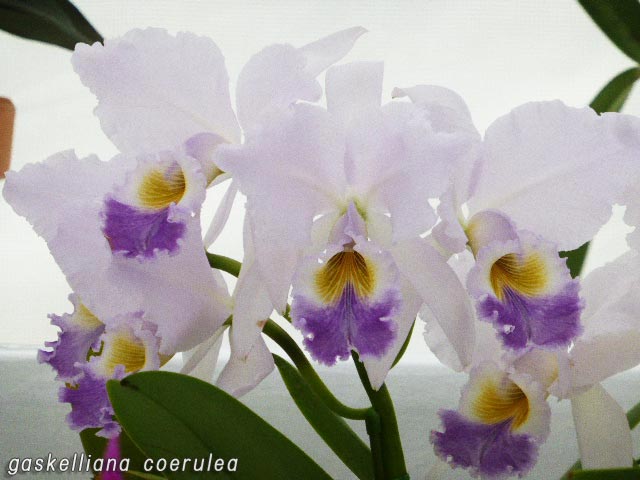 Cattleya gaskelliana coerulea、カトレア・ガスケリアナ セルレア