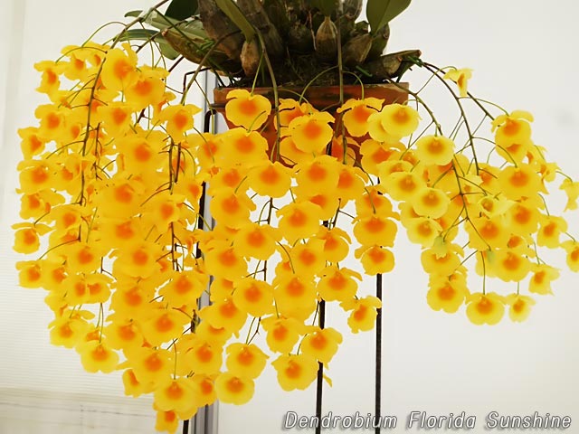 Dendrobium Florida Sunshine、デンドロビウム リンドレイ フロリダ・サンシャイン