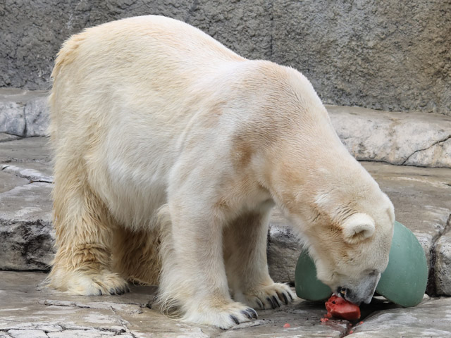 円山動物園、ホッキョクグマ