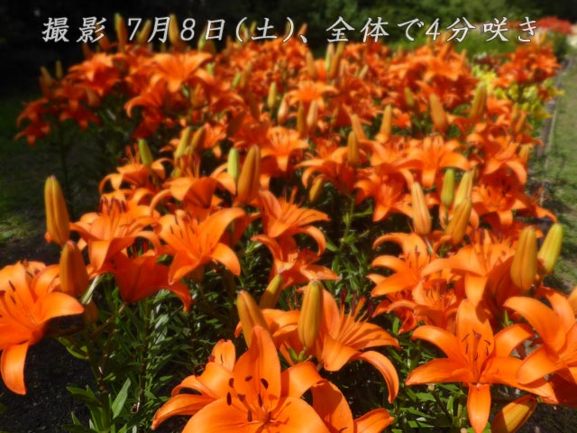 世界のユリ