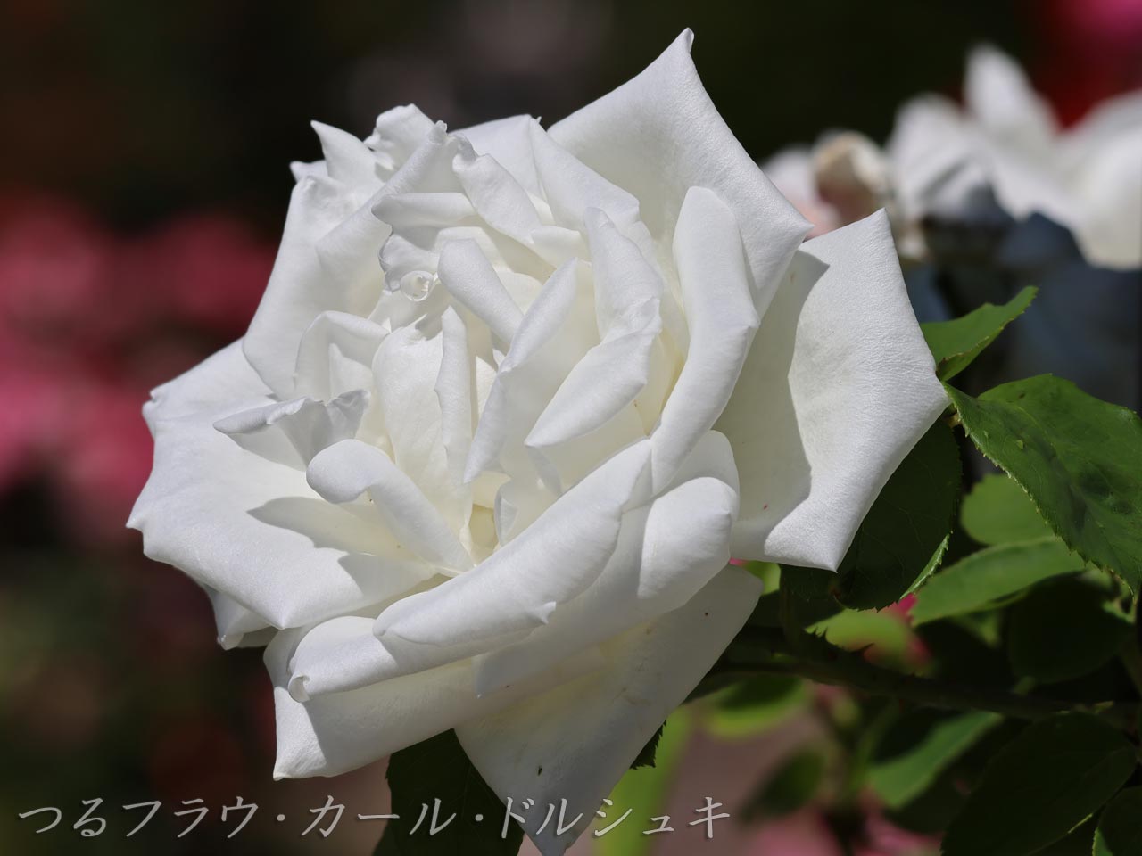 バラ：つるフラウ・カール・ドルシュキ