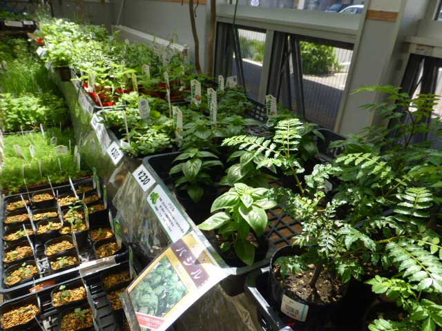 ハーブと野菜の展示販売