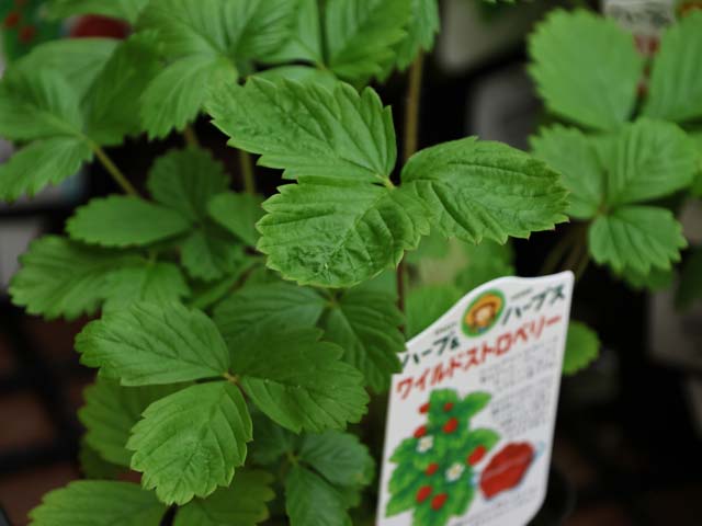 ハーブと野菜の展示販売