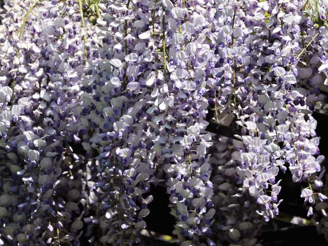 藤の花