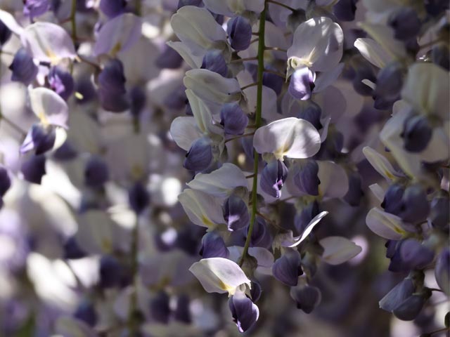 藤の花