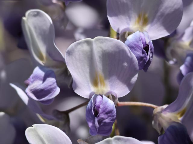 藤の花