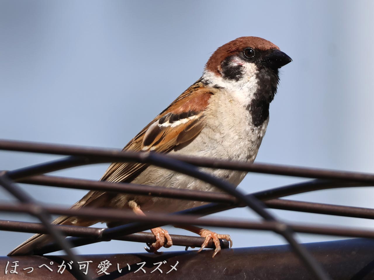 バラ園、スズメ