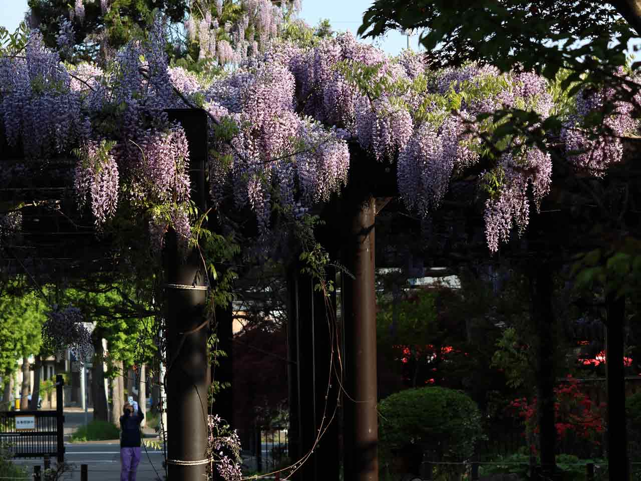2025 天神藤開花状況