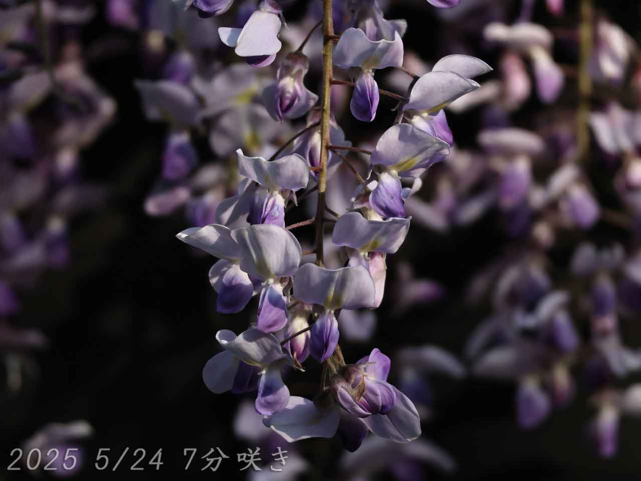 2025 天神藤開花状況