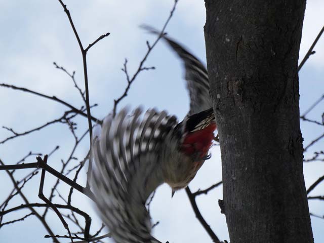 アカゲラ、飛びだし