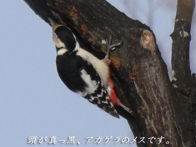 アカゲラ、メス