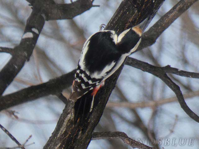 アカゲラ、メス