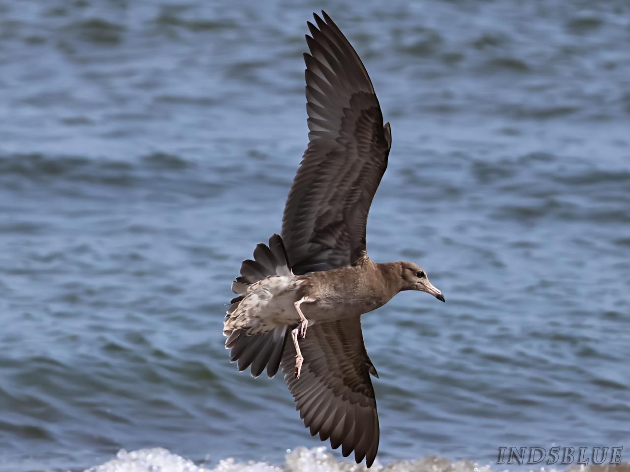 ウミネコ幼鳥の飛翔(飛行)シーン