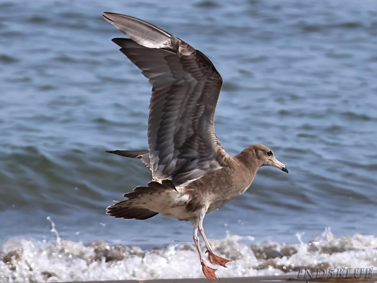 ウミネコ幼鳥の飛翔(飛行)シーン