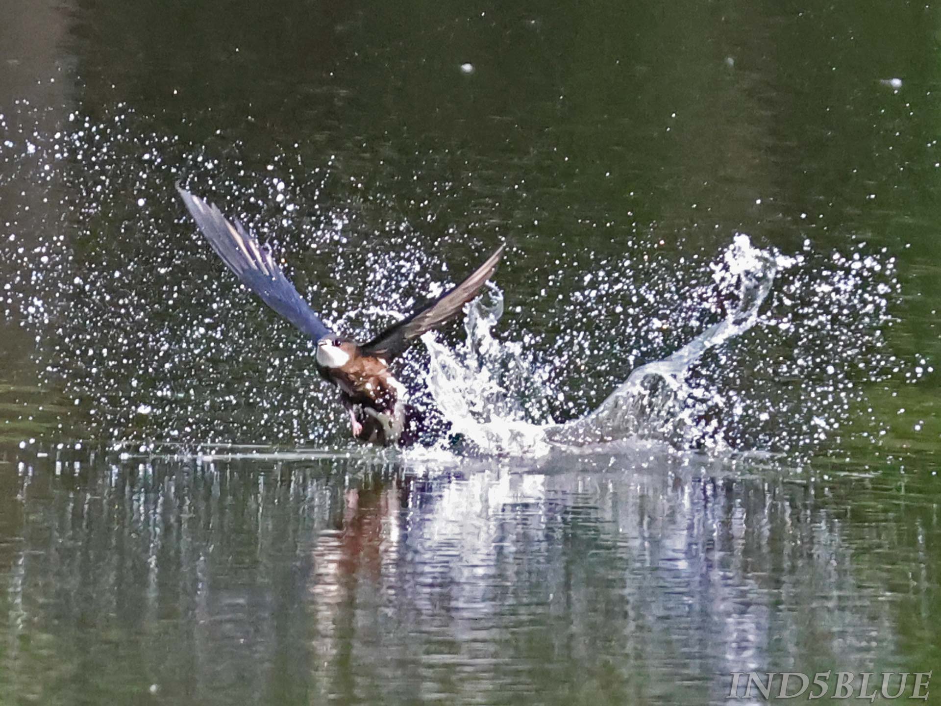 ハリオアマツバメのダイブシーン