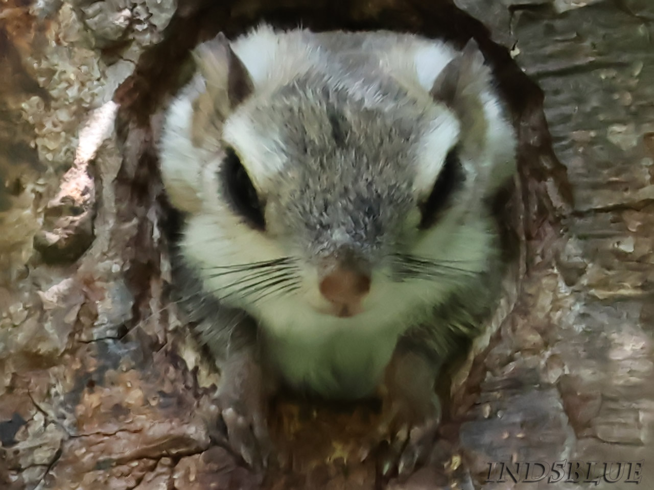 エゾモモンガの赤ちゃん