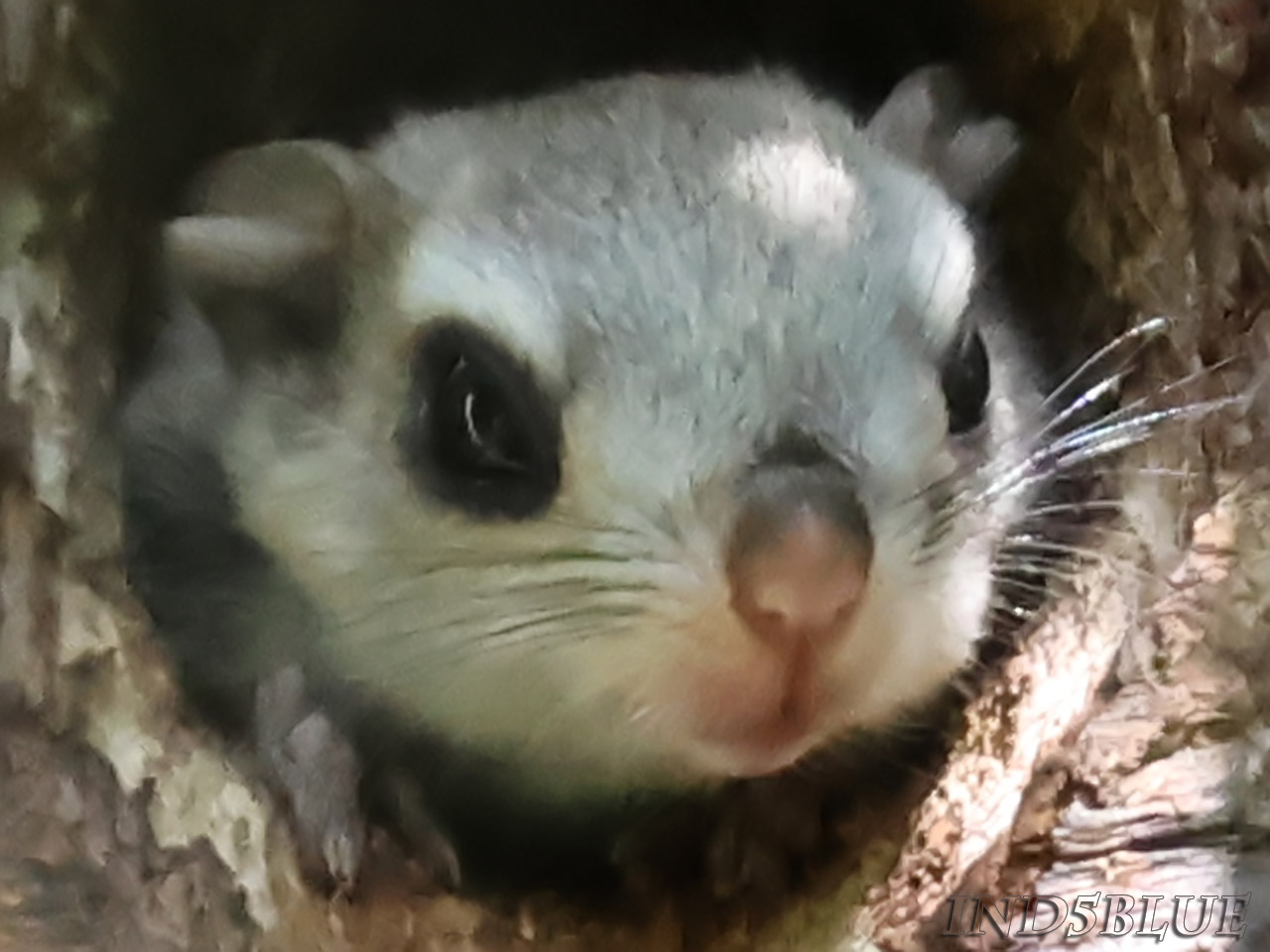 エゾモモンガの赤ちゃん