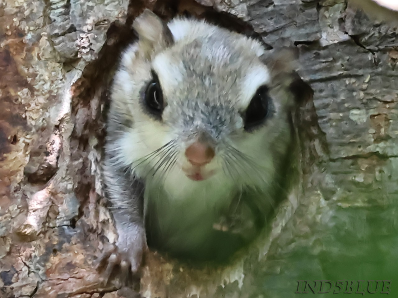 エゾモモンガの赤ちゃん