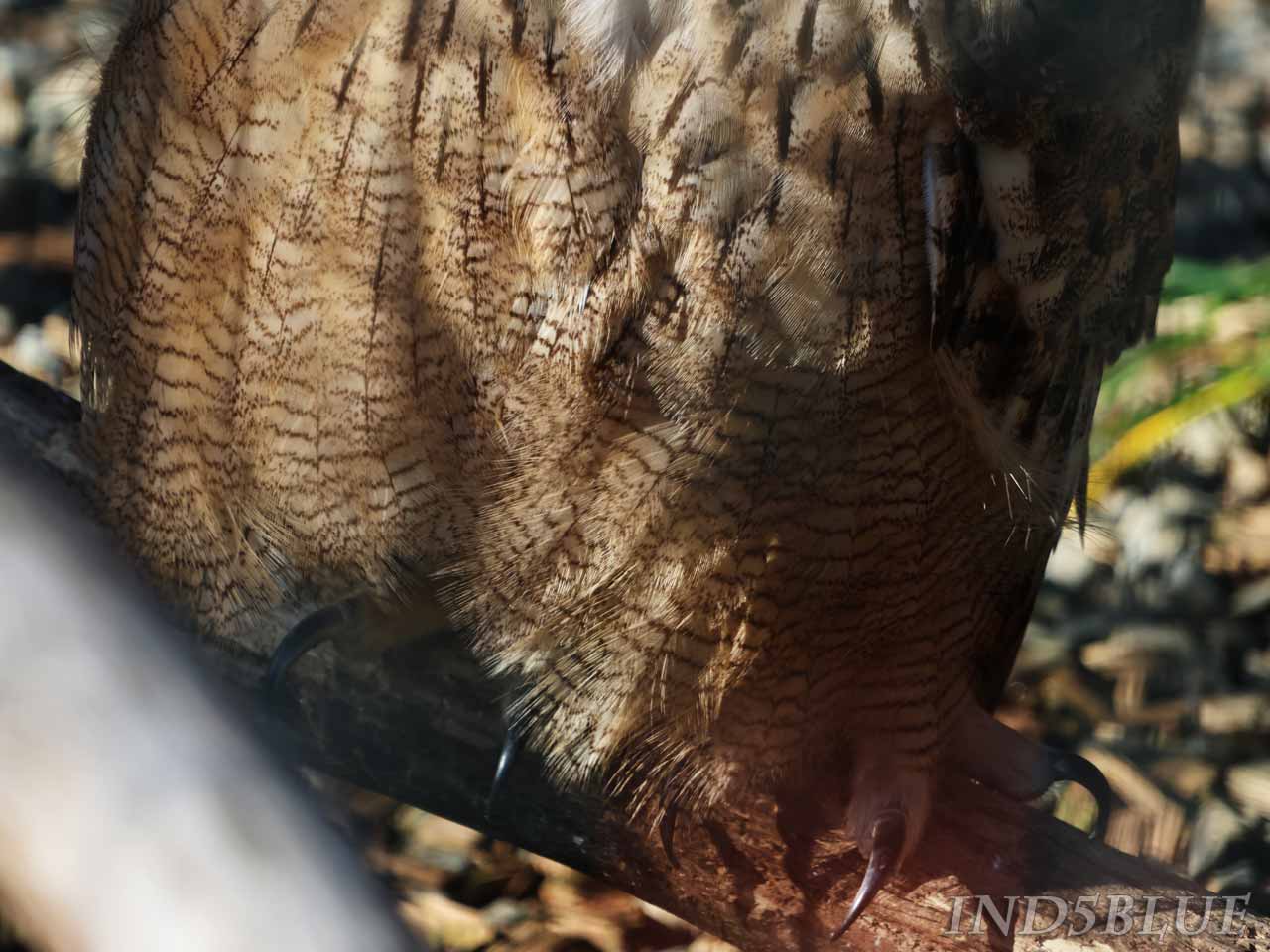 ユーラシアワシミミズク、鋭い爪