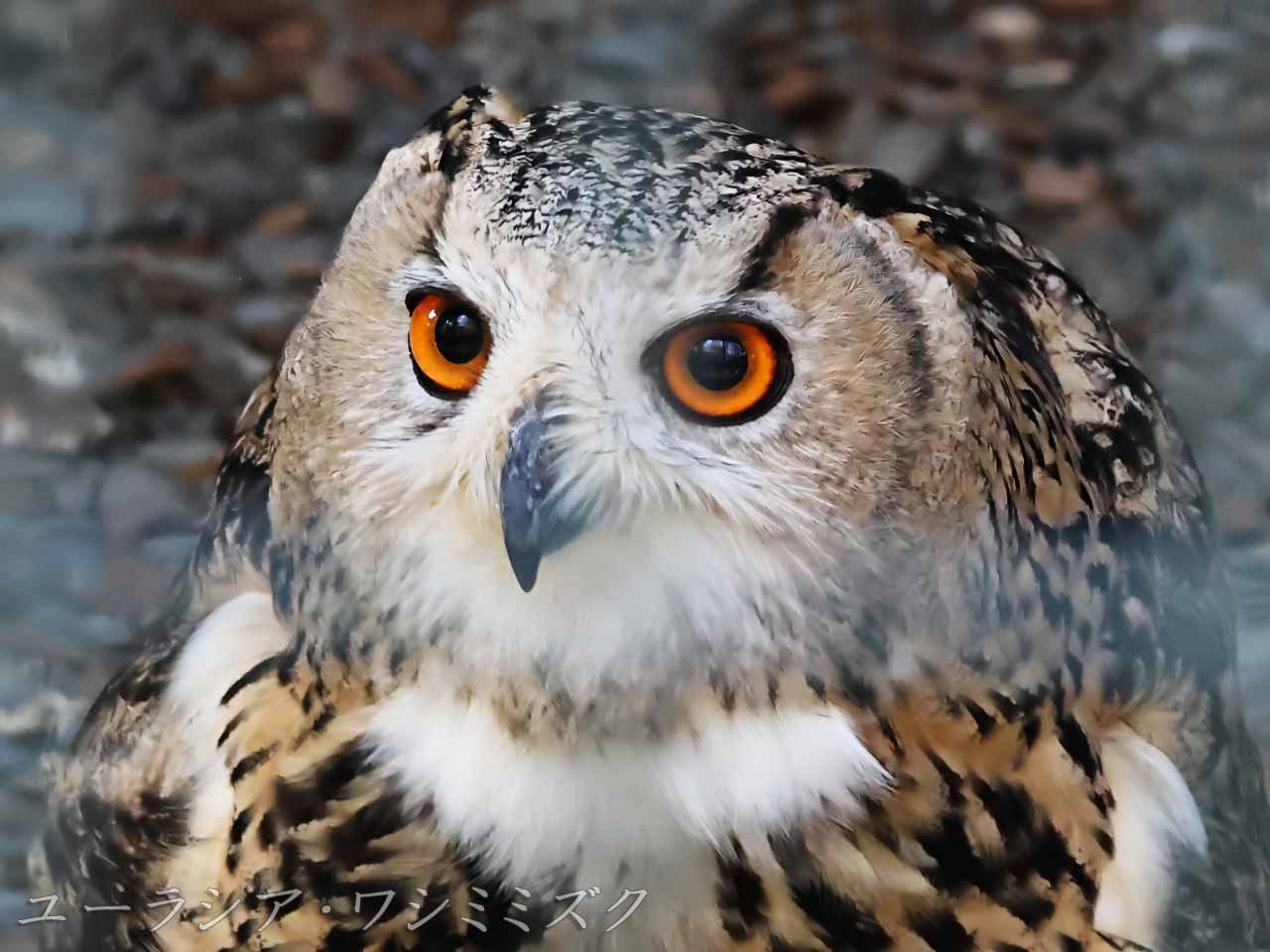 ユーラシアワシミミズク、目