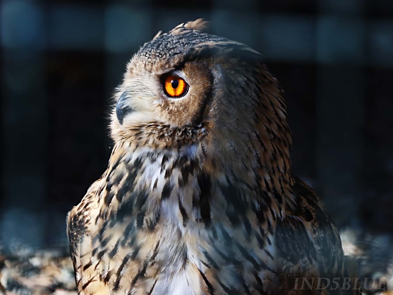 ユーラシアワシミミズク、嘴(くちばし)は黒く太い