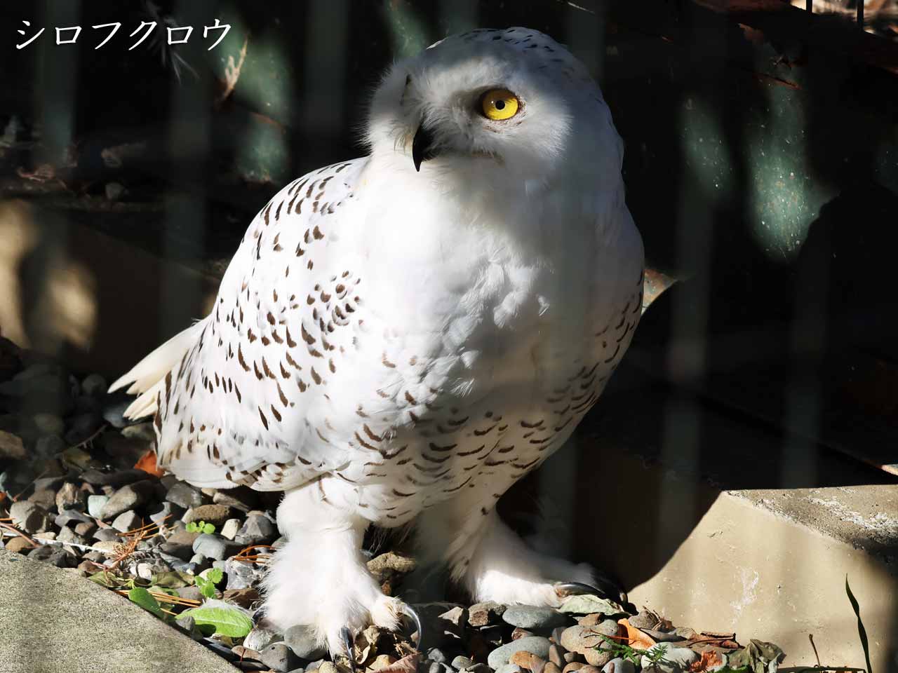 シロフクロウ、Snowy Owl、Bubo scandiacus