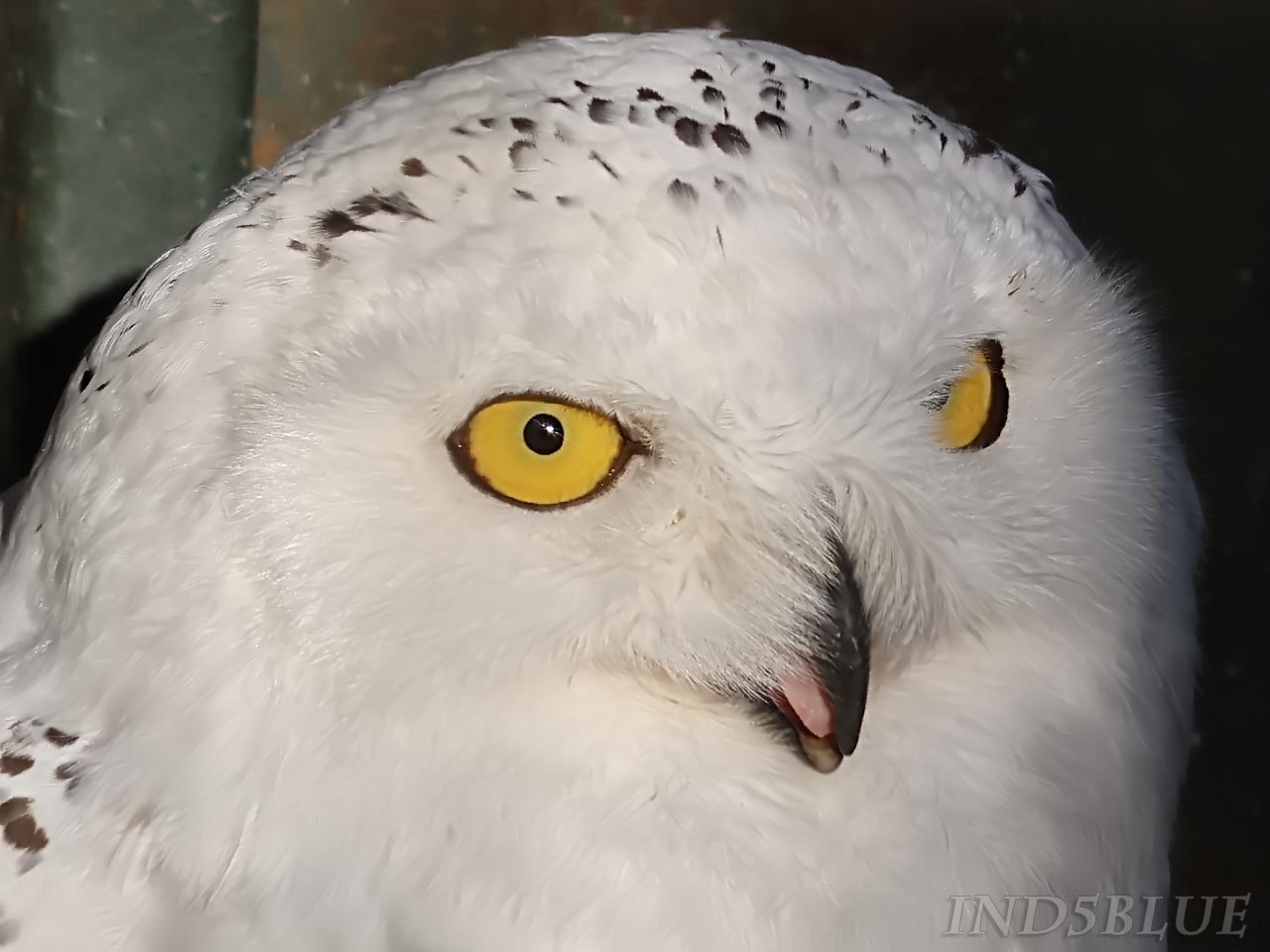 舌が見えるシロフクロウ