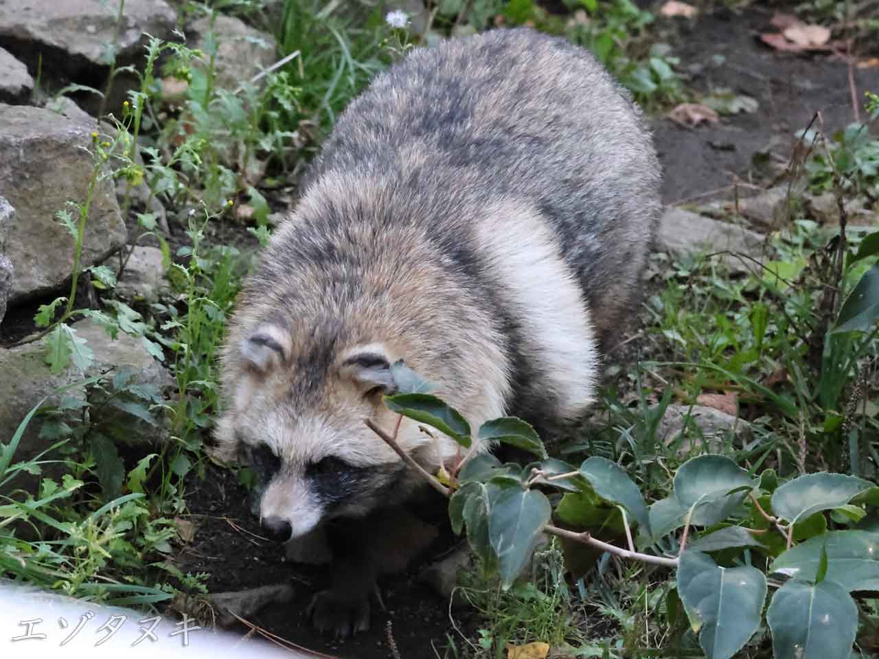 エゾタヌキ、毛色