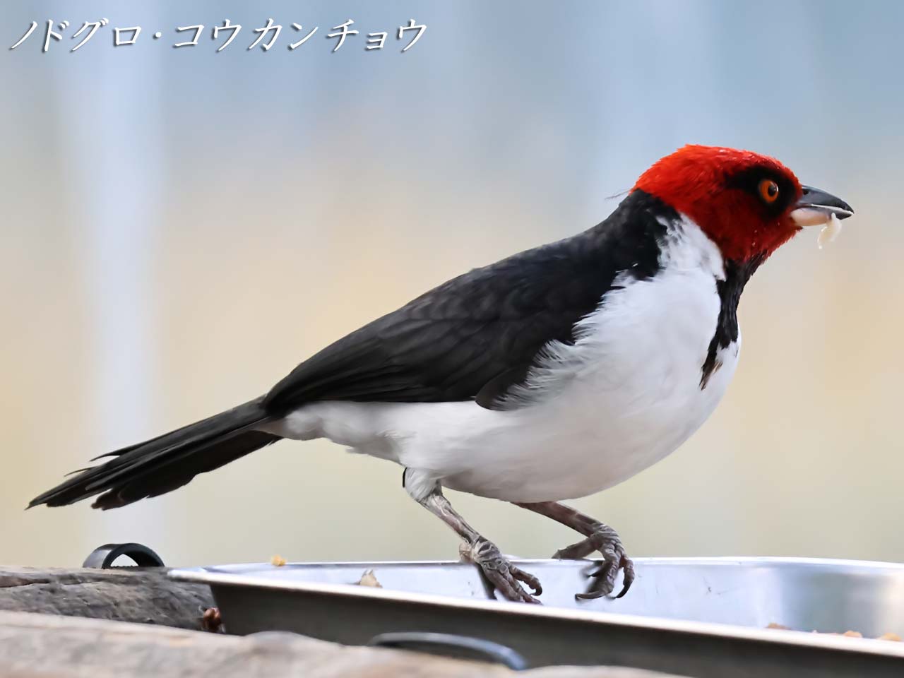 ノドグロ・コウカンチョウ