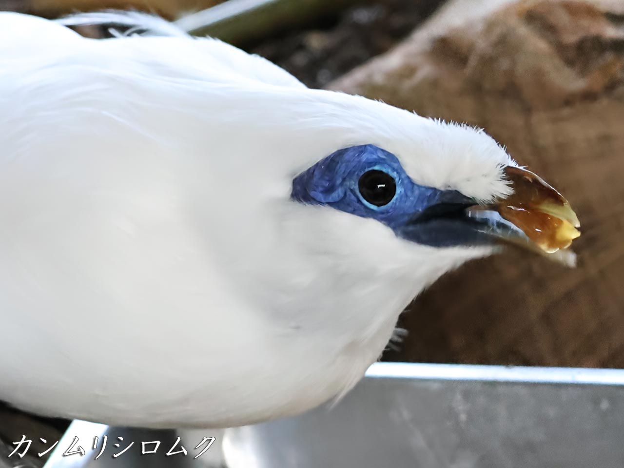 カンムリシロムク、食事シーン