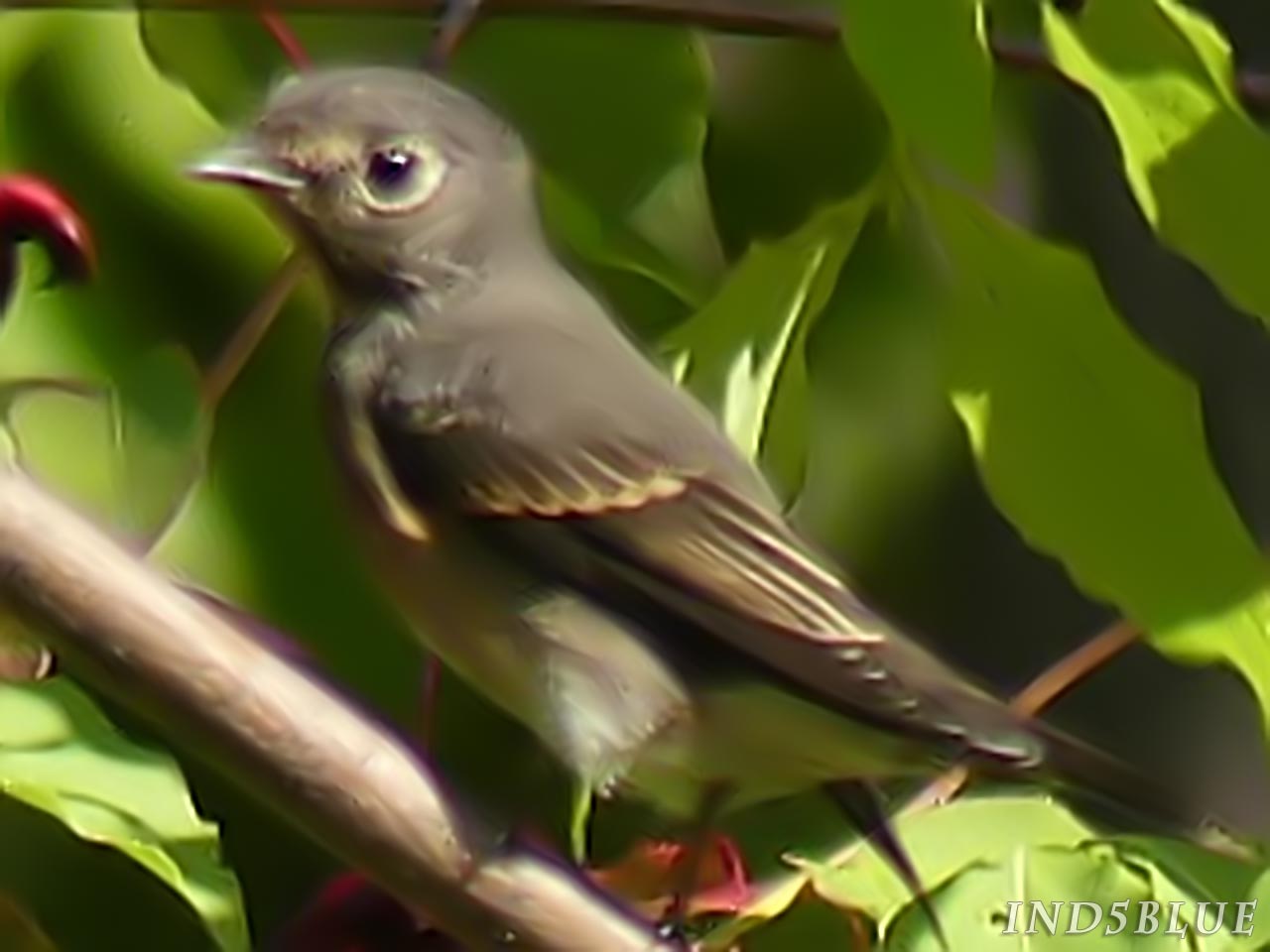 サメビタキ、幼鳥、見分け方