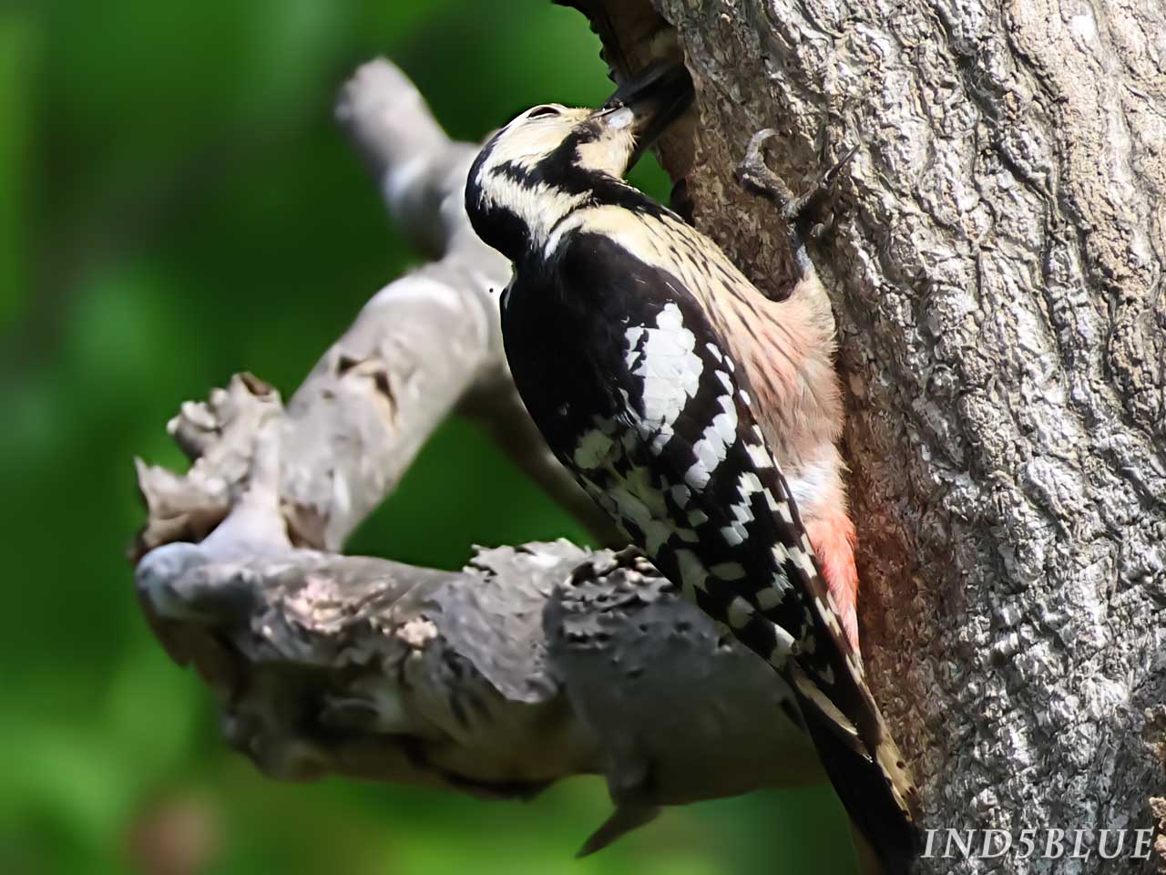 餌を与えるオオアカゲラ