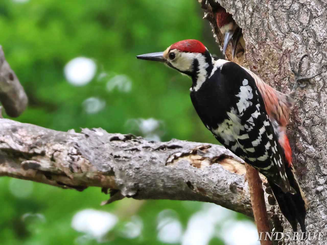 巣穴で鳴くヒナと目を合わせないオオアカゲラ