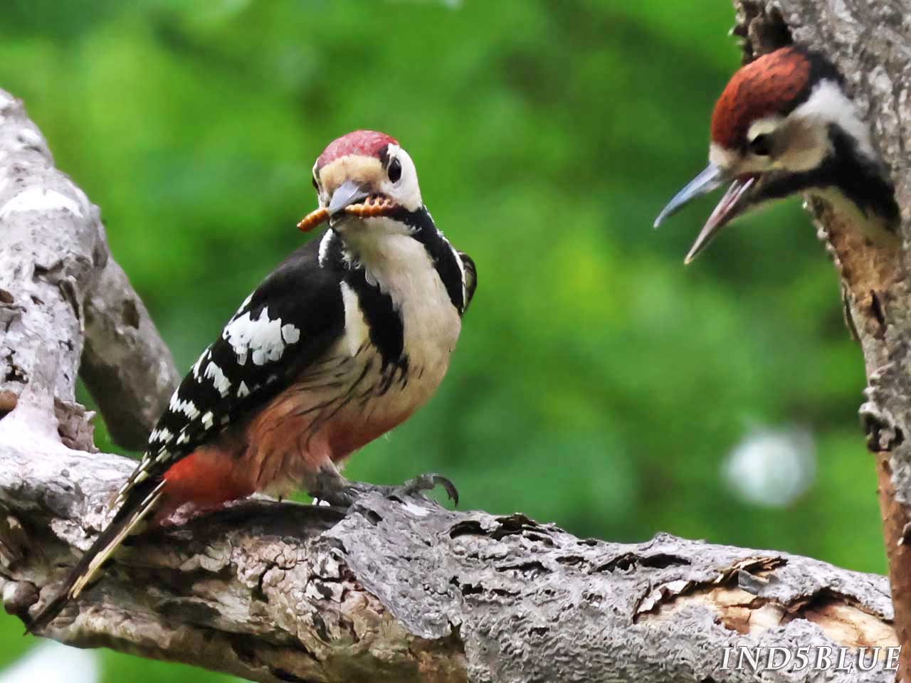 餌を咥えてもヒナを見ないオオアカゲラ