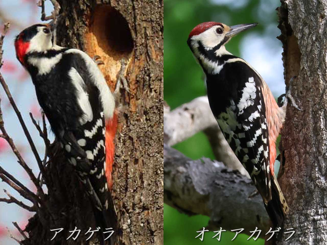 アカゲラ、オオアカゲラの頭部・背中の違い