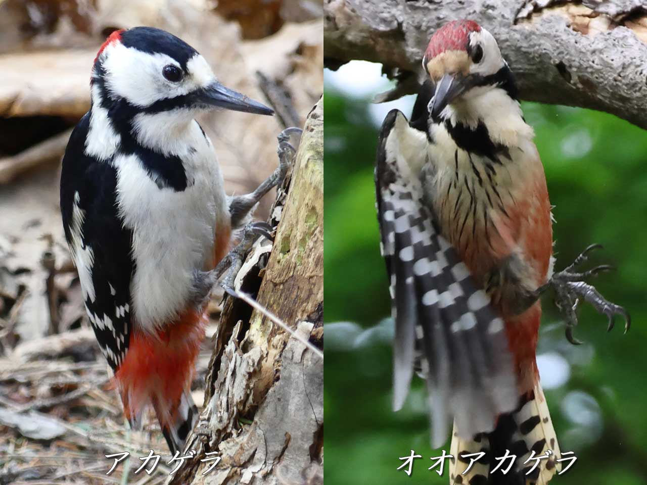アカゲラ、オオアカゲラの胸の羽毛の違い